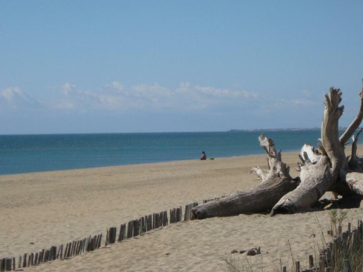 L'hippocampe Sète